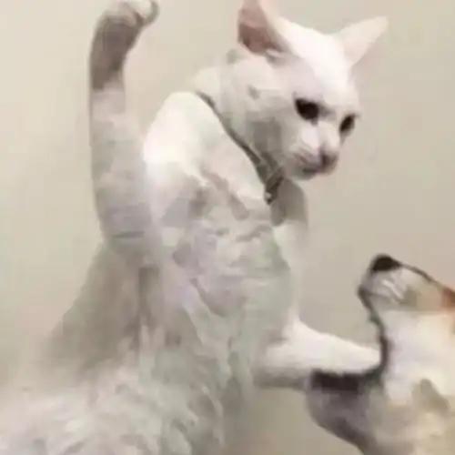 千万不要养中华气死猫,网友试试就试