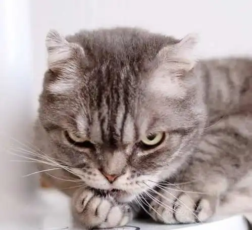 猫咪界的霸道总裁,霸气的连胡须都翘起来了