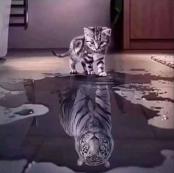 猫和男人背影头像