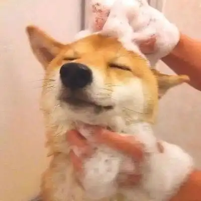 卡通摸头情侣头像柴犬