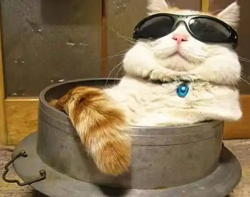 头像表情包丨戴墨镜小猫咪,无情哈拉少