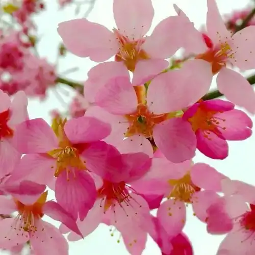 2021顾村公园新增3处樱花打卡点,就在园内