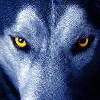 酷游平台地址ku112关于狼图片头像大全微信头像图片大全