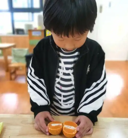 橘落成曲小班段与橘子的故事