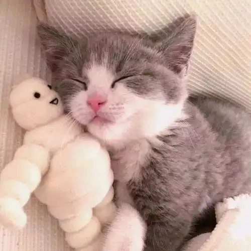 猫系情侣头像图片猫咪