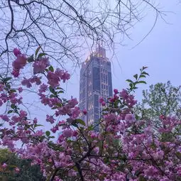 living追逐申城最美樱花顾村同济人民公园延中绿地上海植物园