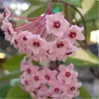 吉利兰花微信头像微信头像图片大全