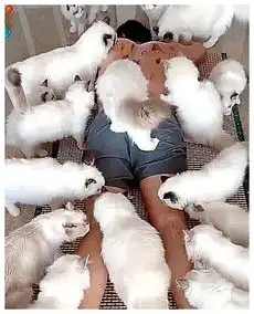 上同事家逗猫,进屋被这场面吓到,细数一下,价值一年工资