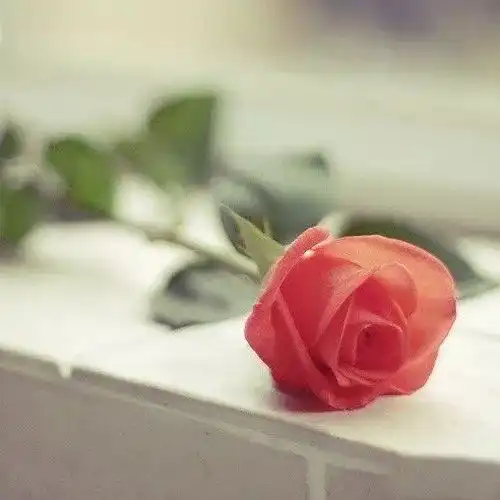 心灵鸡汤让内心变强大