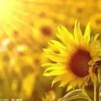 阳光下的向日葵头像微信头像图片大全
