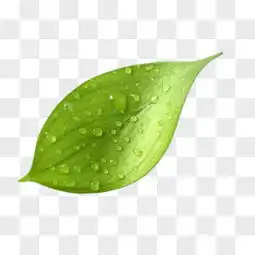 叶子装饰图片素材免费叶子装饰png设计图片大全图精灵
