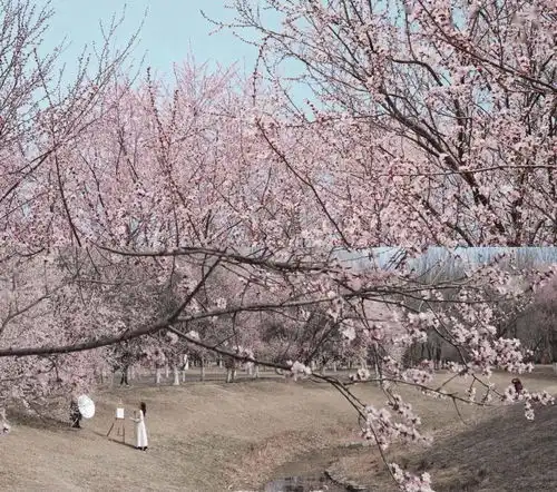 樱花限定第一弹赏花宝地吃吃喝喝篇