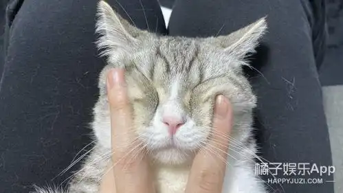 最可爱养成系小猫麻薯丸是如何成为顶流的还打破了世界纪录