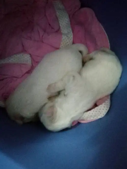 女孩在路边抱回两只流浪小奶狗,谁知第二天狗妈妈上门寻子