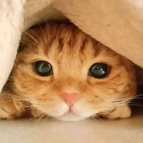 每日吸丨小奶猫真的是人间天使