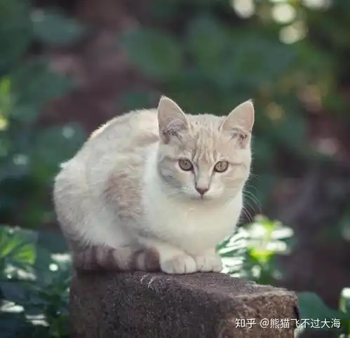 猫感冒十几天不好怎么办