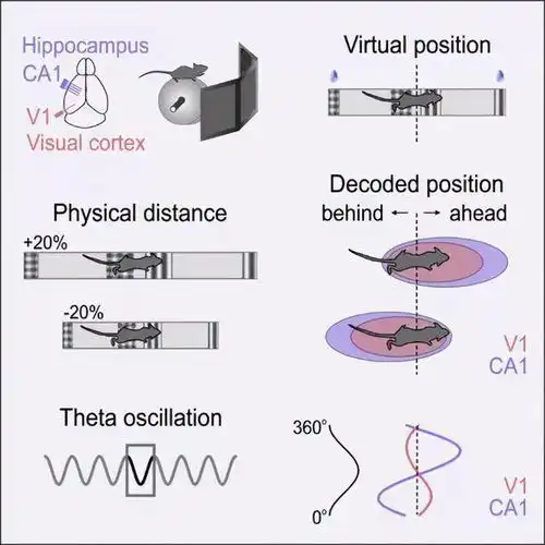 猕猴脑中的面部识别系统脑科学顶刊导读77期