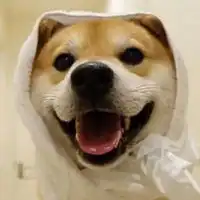 情侣狗头像图片可爱狗狗情侣头像一对