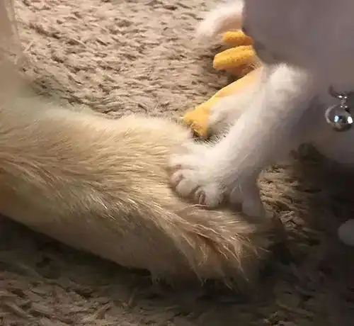 耳聋多趾的小奶猫被遗弃,大金毛不仅霸气领养,还把它给宠上了天