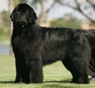 长的像金毛,但是是黑色的,是什么品种