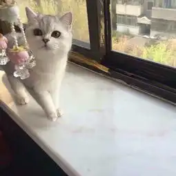 这只银渐层猫品相怎样值多少