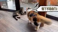 日系猫隐小院的猫生活高清正版视频在线观看