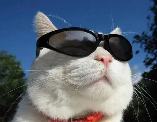 猫系头像双人李凯馨