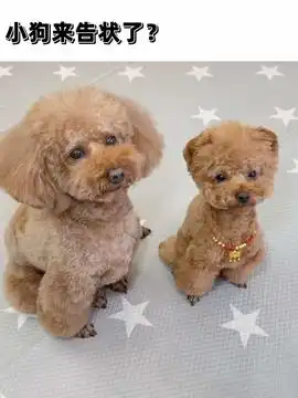 善良的猫咪救了狗狗萌宠出道计划治愈系治愈世界治愈你抖音萌宠狗狗故事