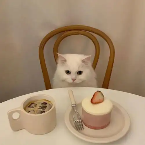 古德猫宁,年年有鱼吃