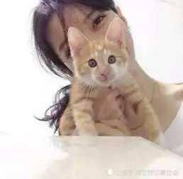 为什么女孩子喜欢养猫猫咪把她们当知己的感觉,让她们无法自拔