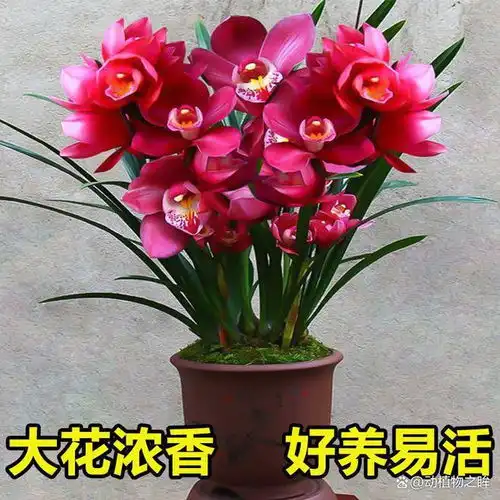 兰花的花语象征与寓意从高贵到纯洁的多重象征