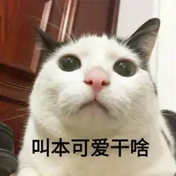 超可爱猫咪带字头像大全高清喜欢小可爱猫星人的赶紧看过来