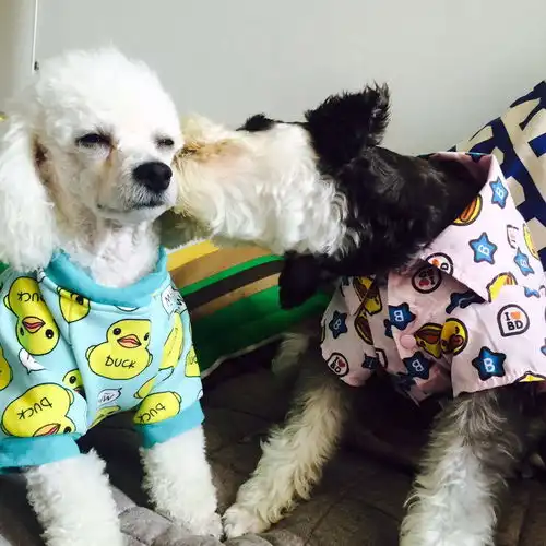 养雪纳瑞是种怎样的体验