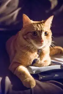 流浪猫鲍勃没白熬了这一锅猫牌鸡汤