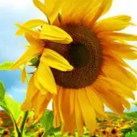 充满正能量的微信头像阳光微信头像图片大全