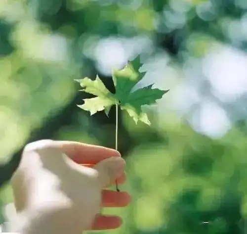 小清新风景头像