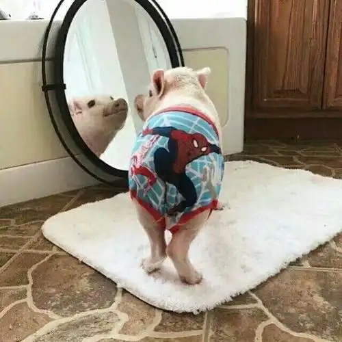 有哪些高逼格的欧美情侣头像