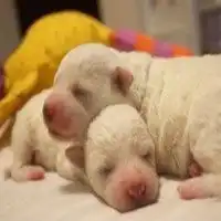 男生头像小奶狗系列动漫