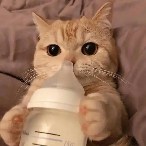 头像有人拼羽绒服吗我就冬天穿其他时间都是你的