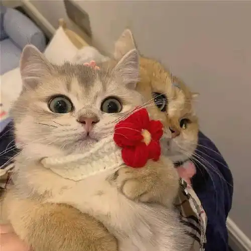 情侣头像猫系列图集五个