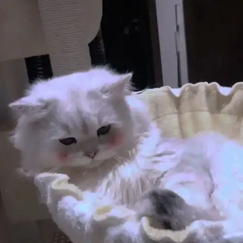 新晋铲屎官们,要怎么喂养小奶猫呢