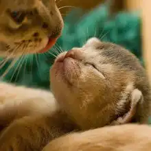 动物界温暖美图真令人羡慕啊图片