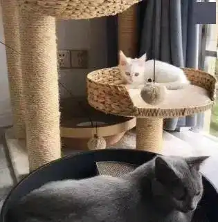 治愈系的猫咪女生头像主