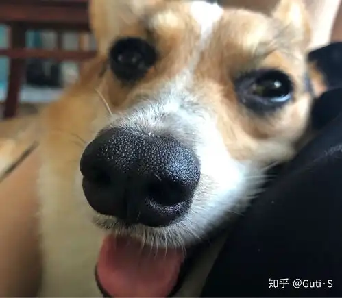 女孩子在家养狗是养柯基还得泰迪比较好