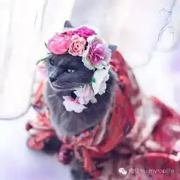 女神的路上多了只喵