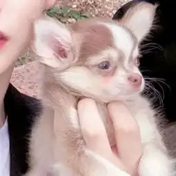 抖音最火的情侣头像猫