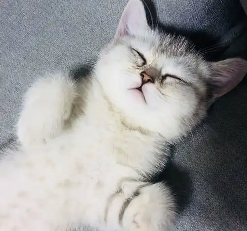 有没有奶萌奶萌的小猫咪表情包