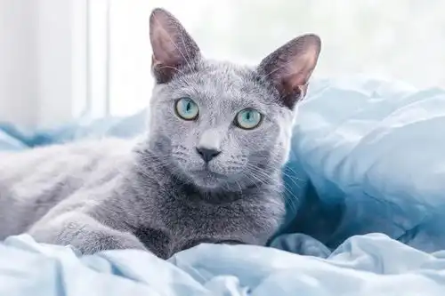 猫咪性格各异,想要养一只温顺的,可以从这几个品种里挑选
