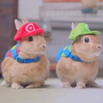 可爱兔子头像右下戳赞的人会拥微信头像我要个性网