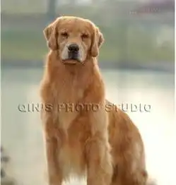 单血统金毛黑十字阿拉各一窝,绝对精品,,自家繁殖包健康